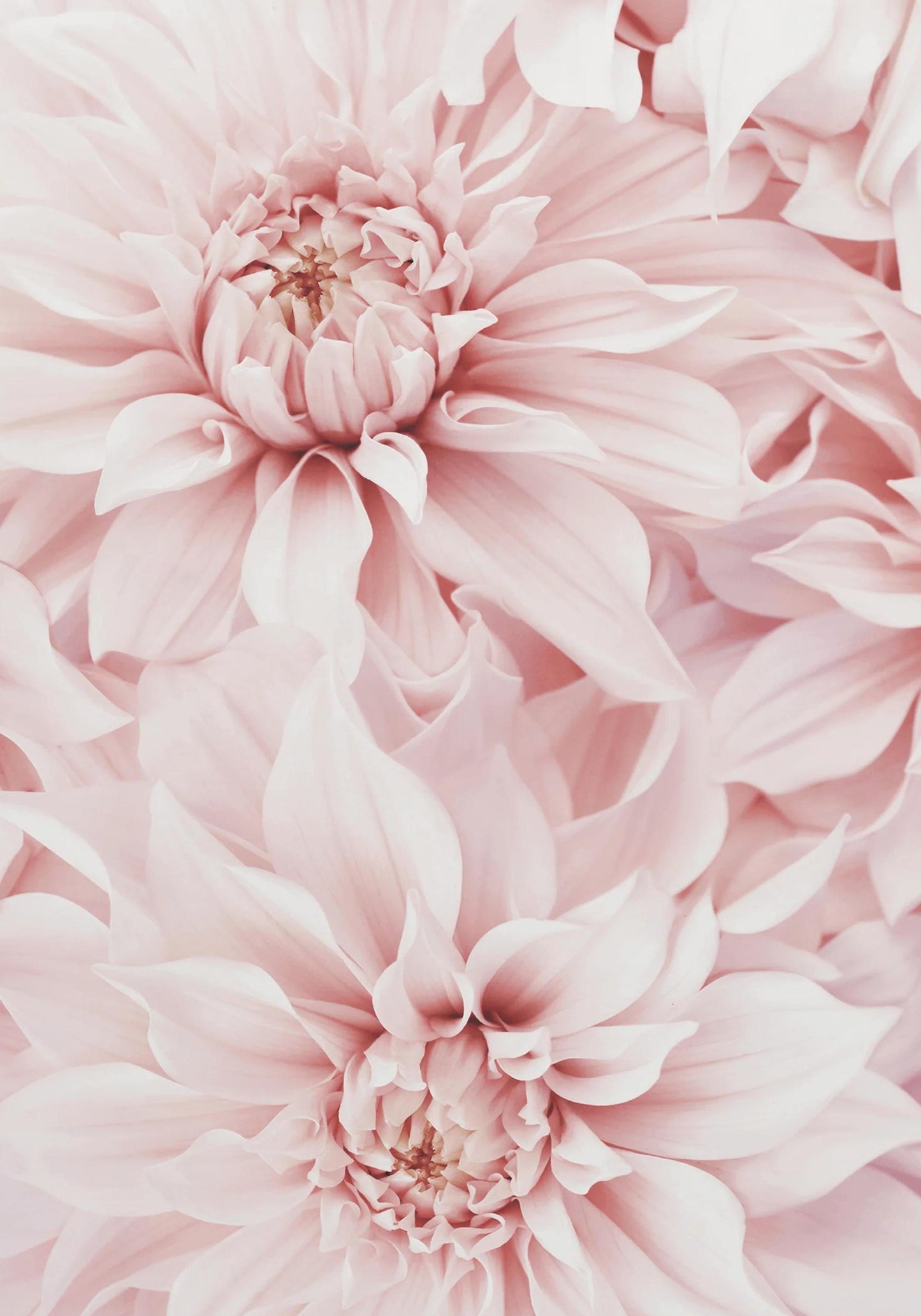 Pink Dahlia Bloom | Floral Artwork