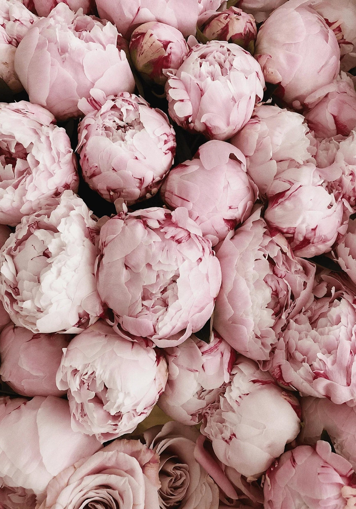 Pink Rose Blooms | Romantic Floral Print