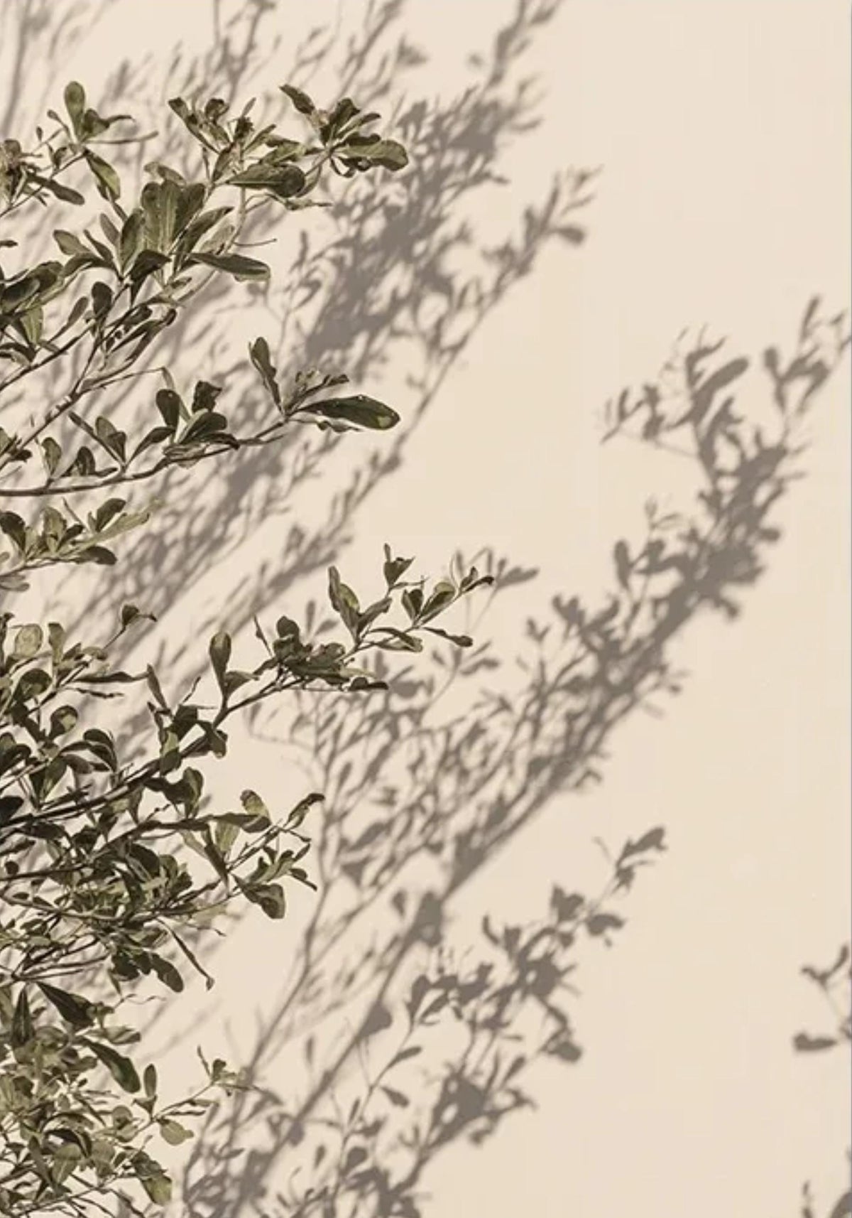 ITALIAN GARDEN ESSENCE