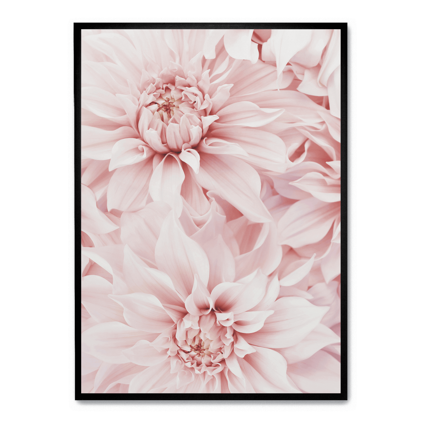 Pink Dahlia Bloom | Floral Poster | Wall Art | Decorative Flower Artwork for Home & Garden Decor
