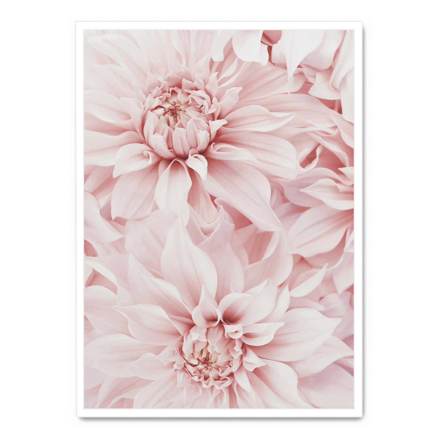 Pink Dahlia Bloom | Floral Poster | Wall Art | Decorative Flower Artwork for Home & Garden Decor
