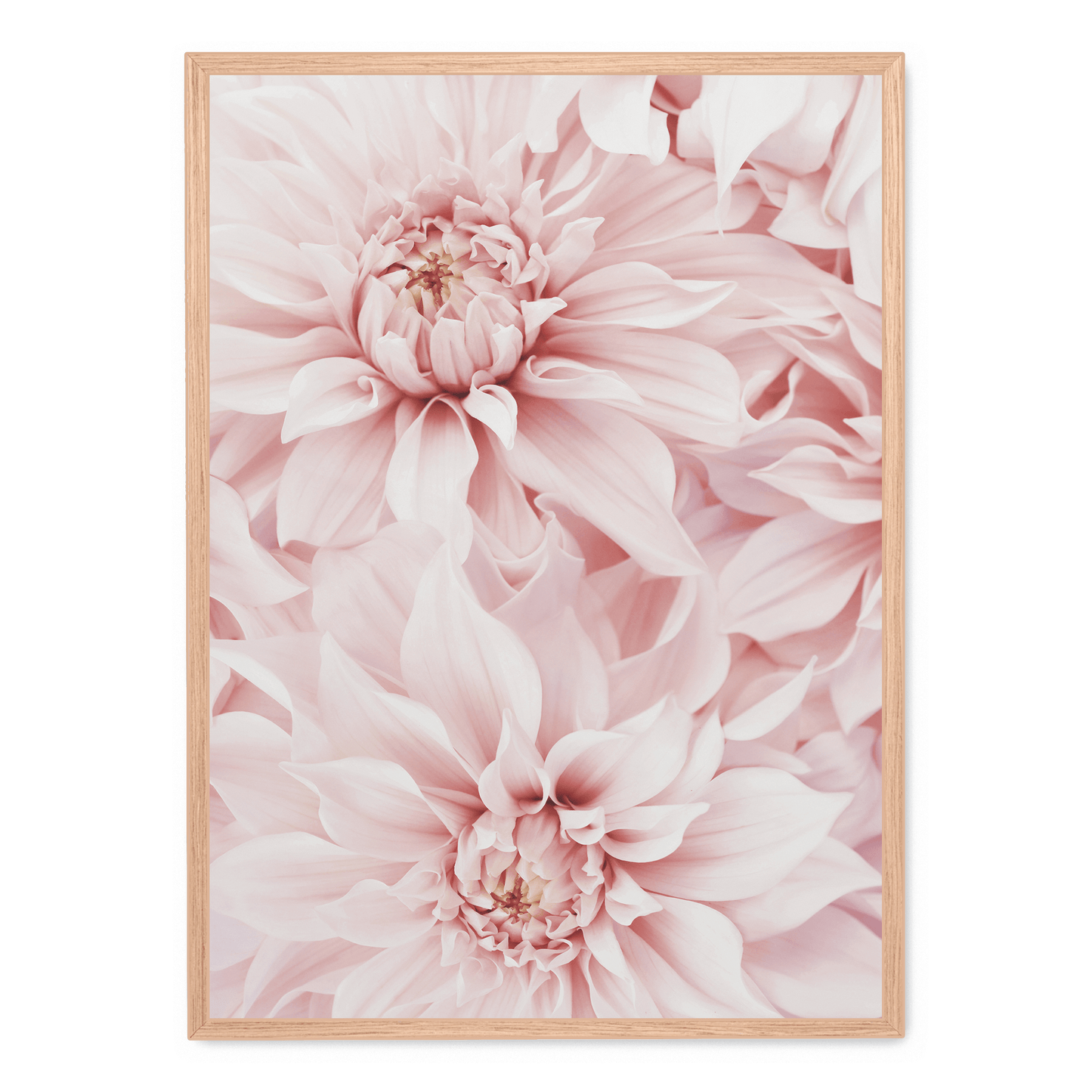 Pink Dahlia Bloom | Floral Poster | Wall Art | Decorative Flower Artwork for Home & Garden Decor