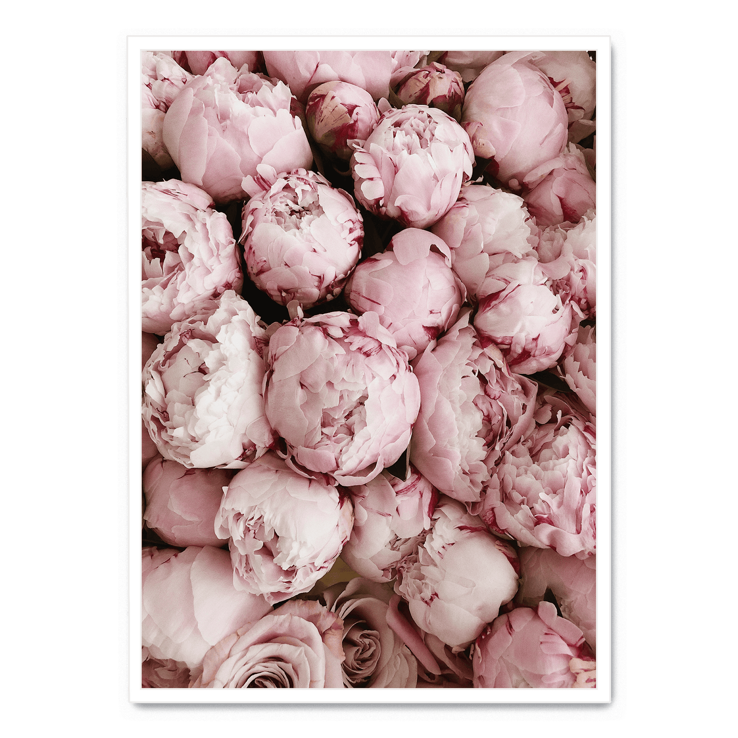 Pink Rose Blooms | Floral Print Art | Wall Decor Poster | Romantic Home Decoration | Vibrant Nature Artwork | Garden-Inspired Visuals | Perfect for Living Room, Bedroom, or Office Decor
