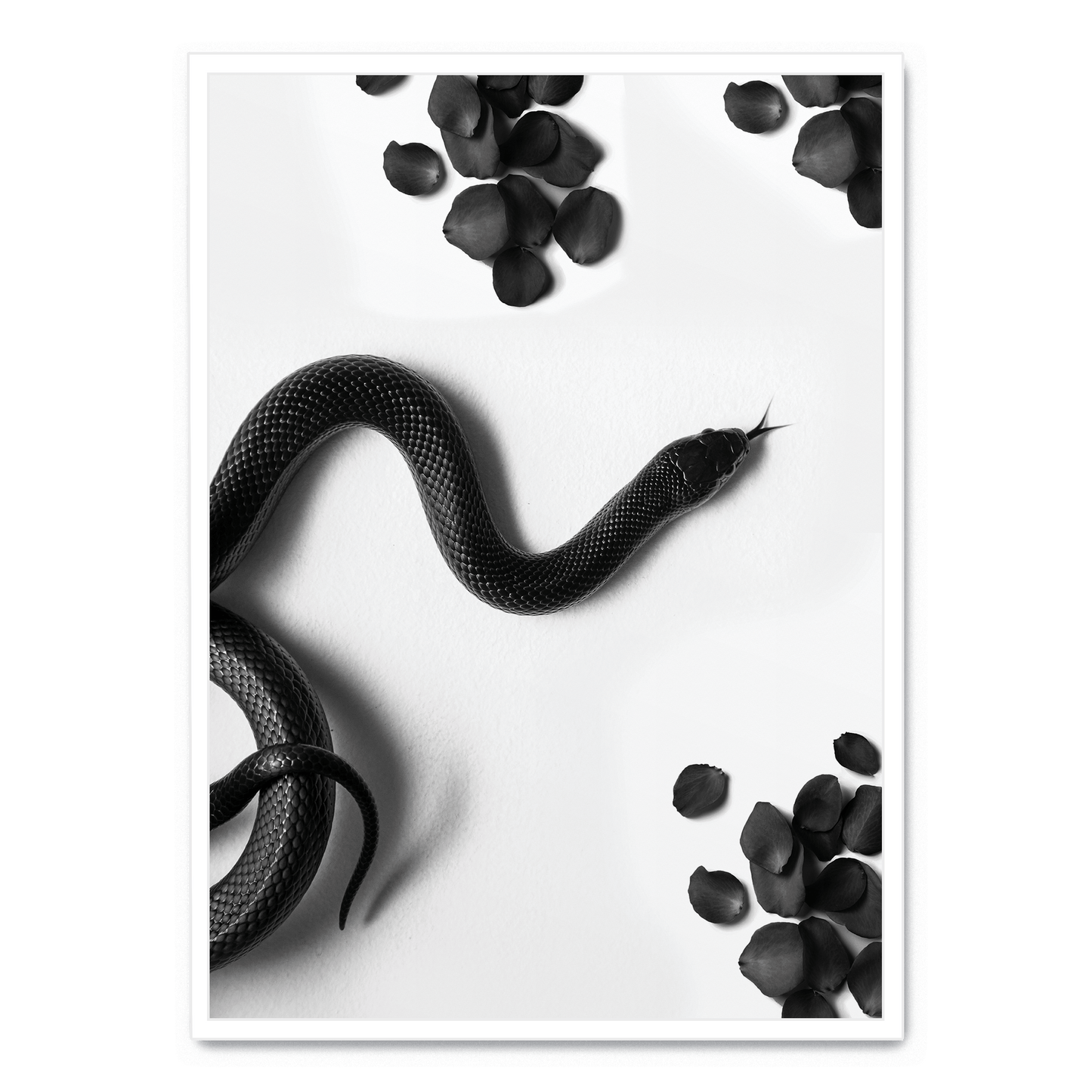 Black Snake Roam | Wildlife Art Print | Nature Illustration Poster | Wall Decor | Home Decoration | Snake Artwork | Animal Poster