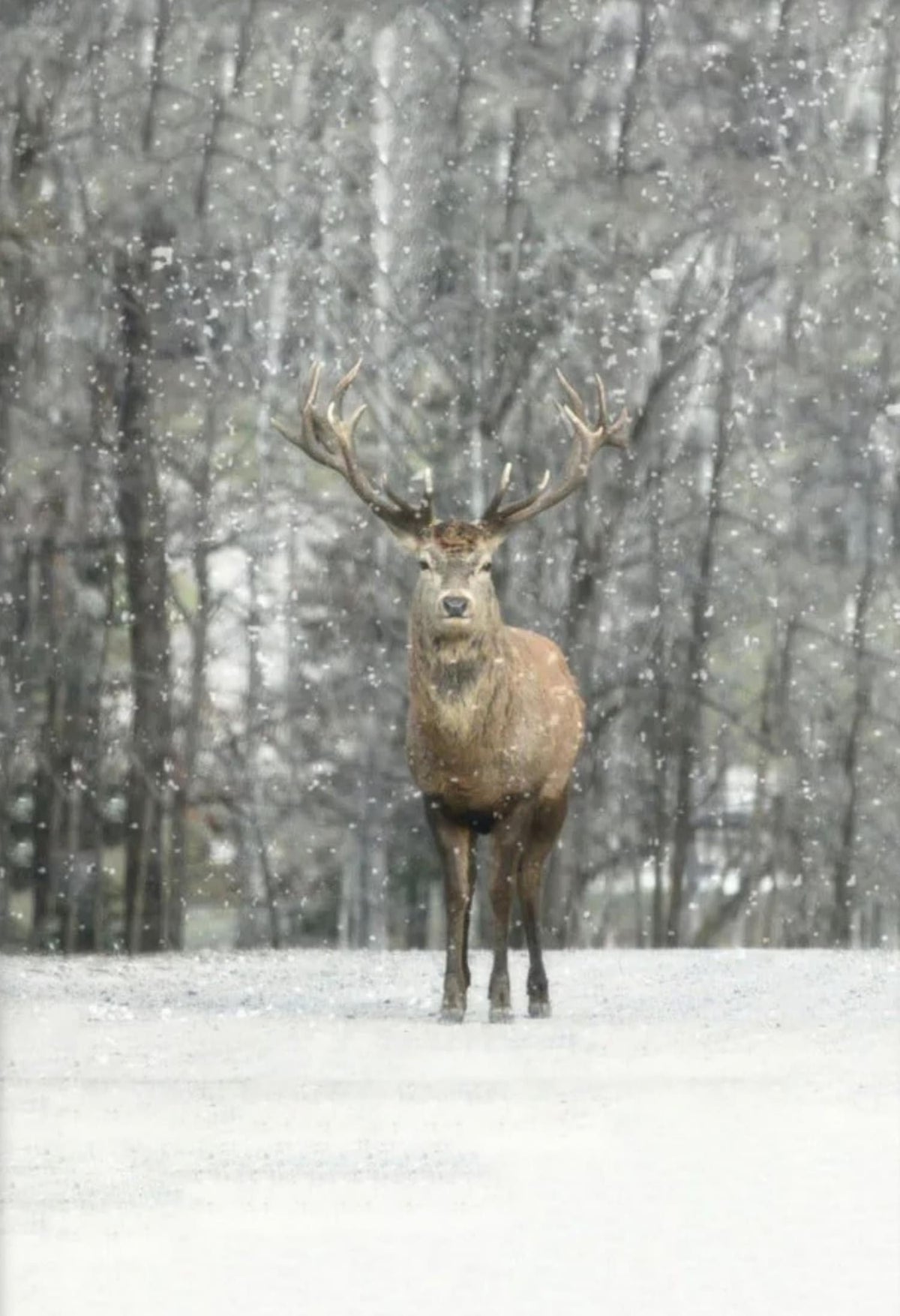 HI DEER