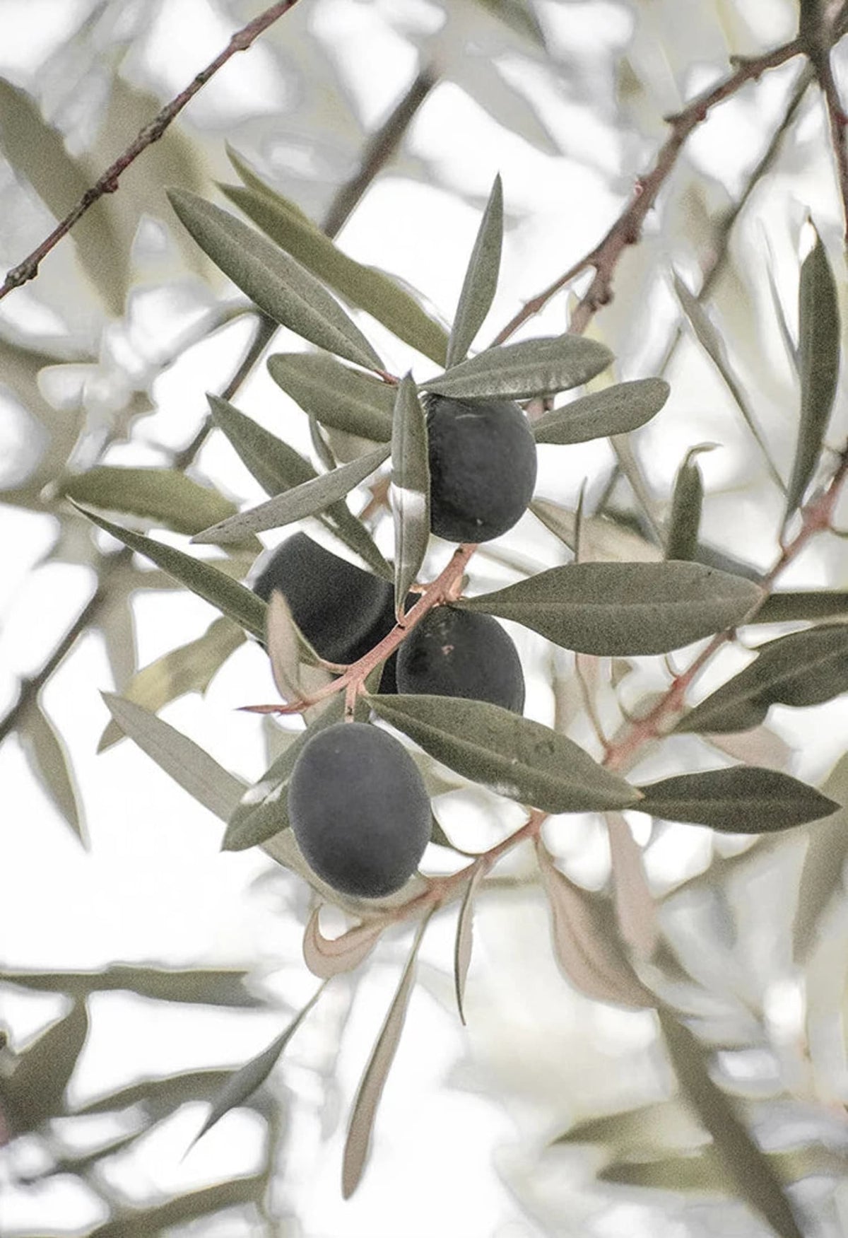 THE OLIVE GARDEN