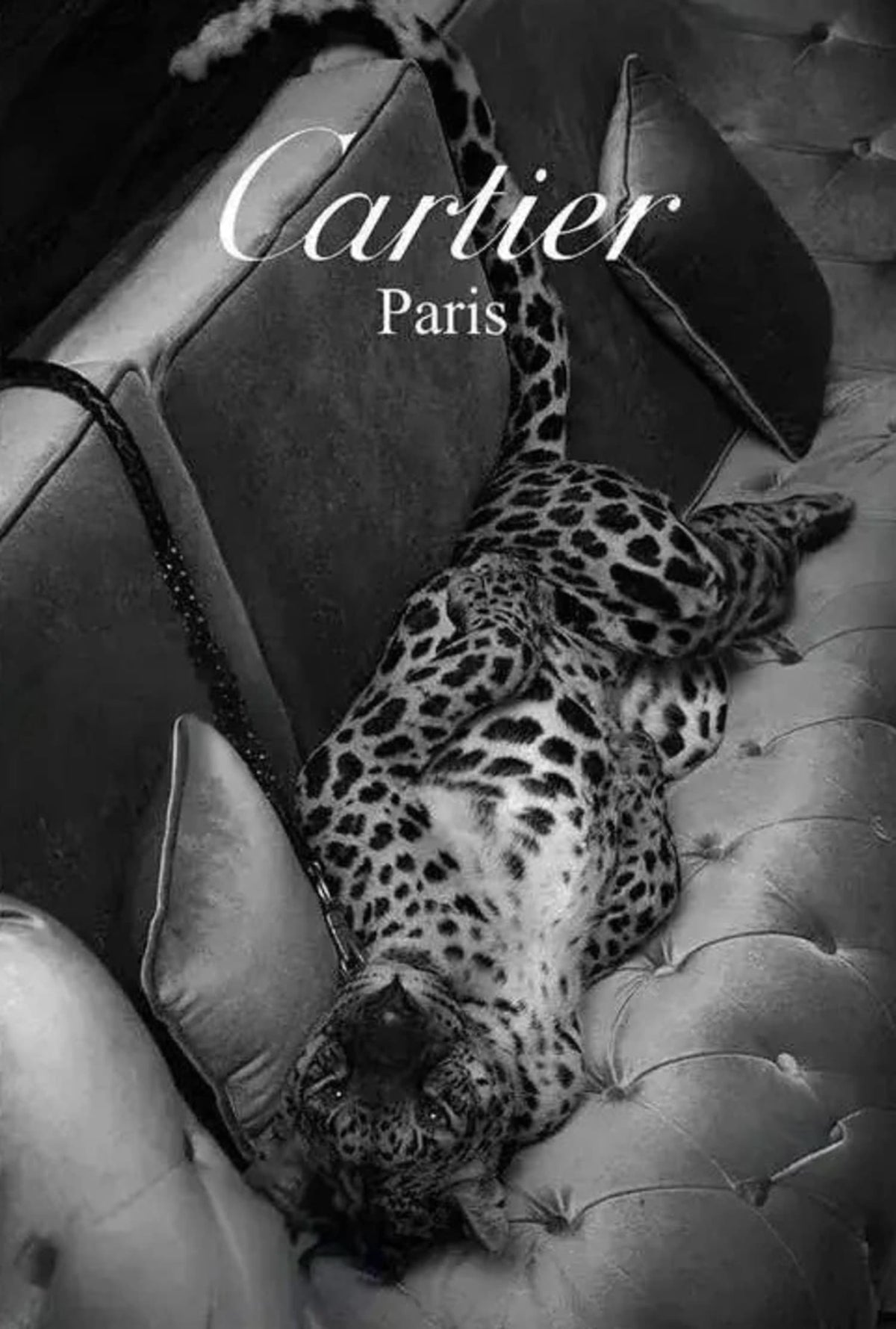 JAGUAR SILHOUETTE: PARIS ELEGANCE