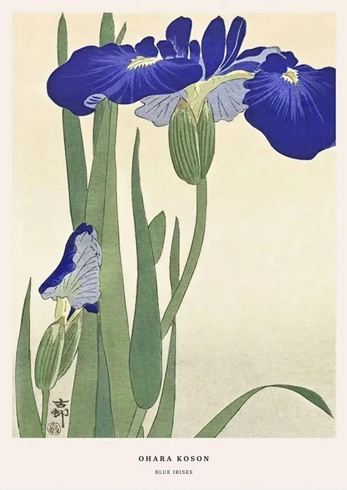 BLUE IRISES