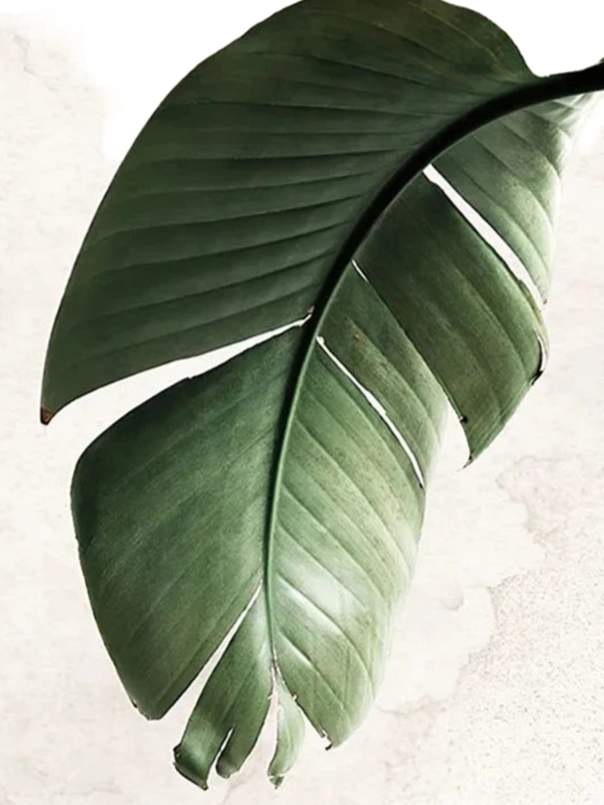BOTANICAL BALANCE