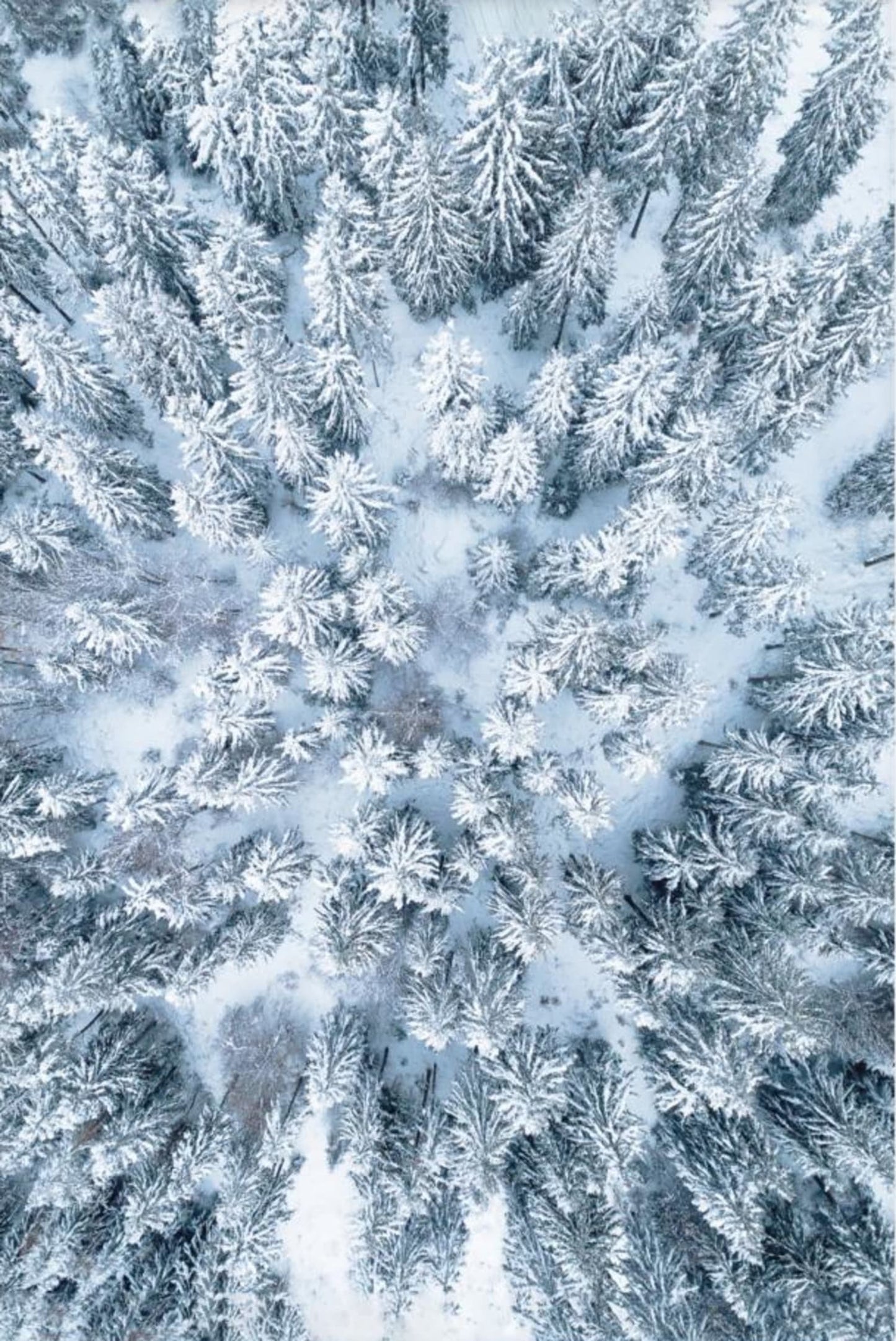 Winter Forest | Enchanting Wilderness