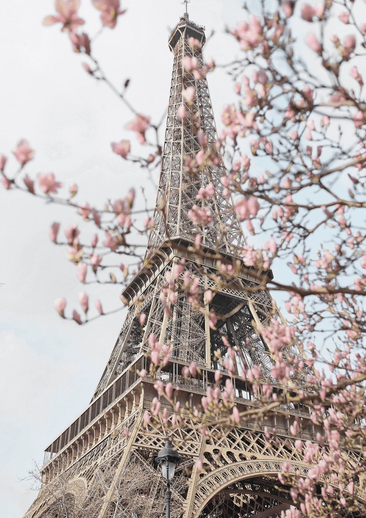 EIFFEL IN BLOOM