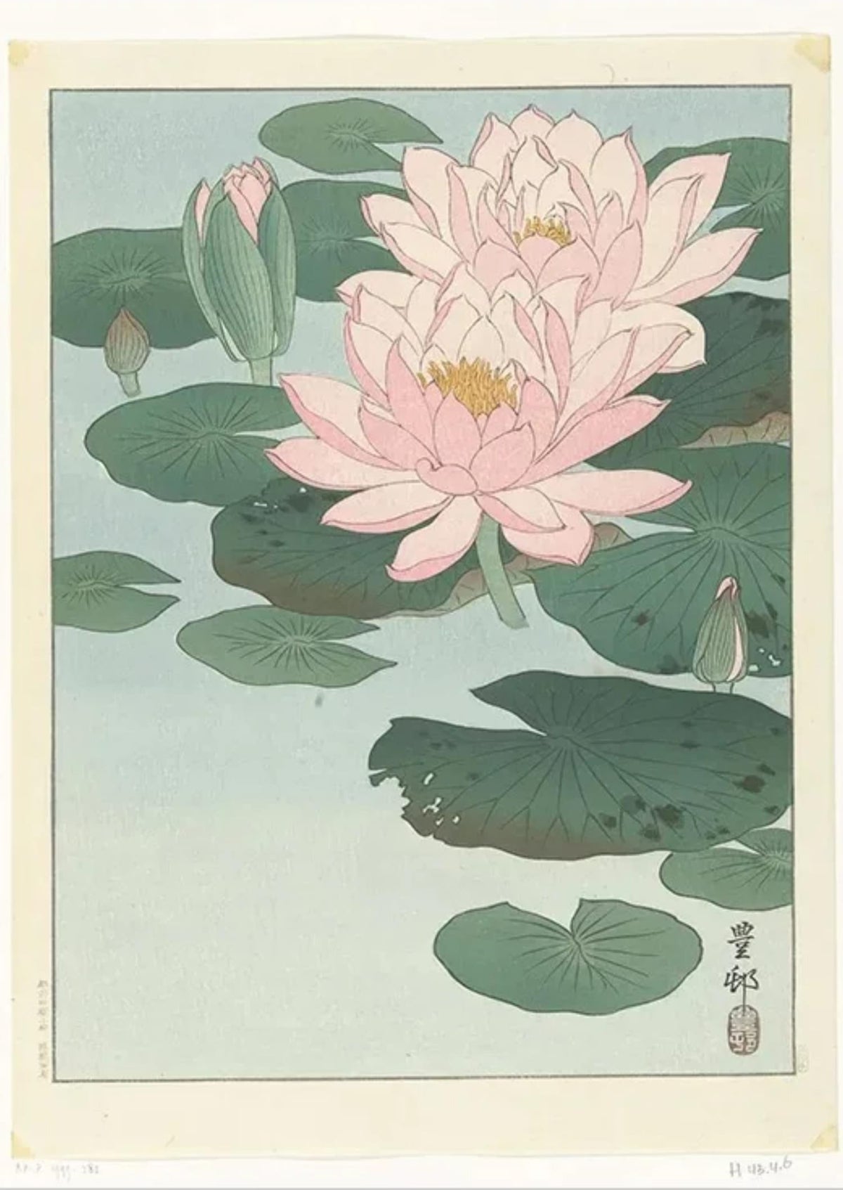 LOTUS BLOSSOMS