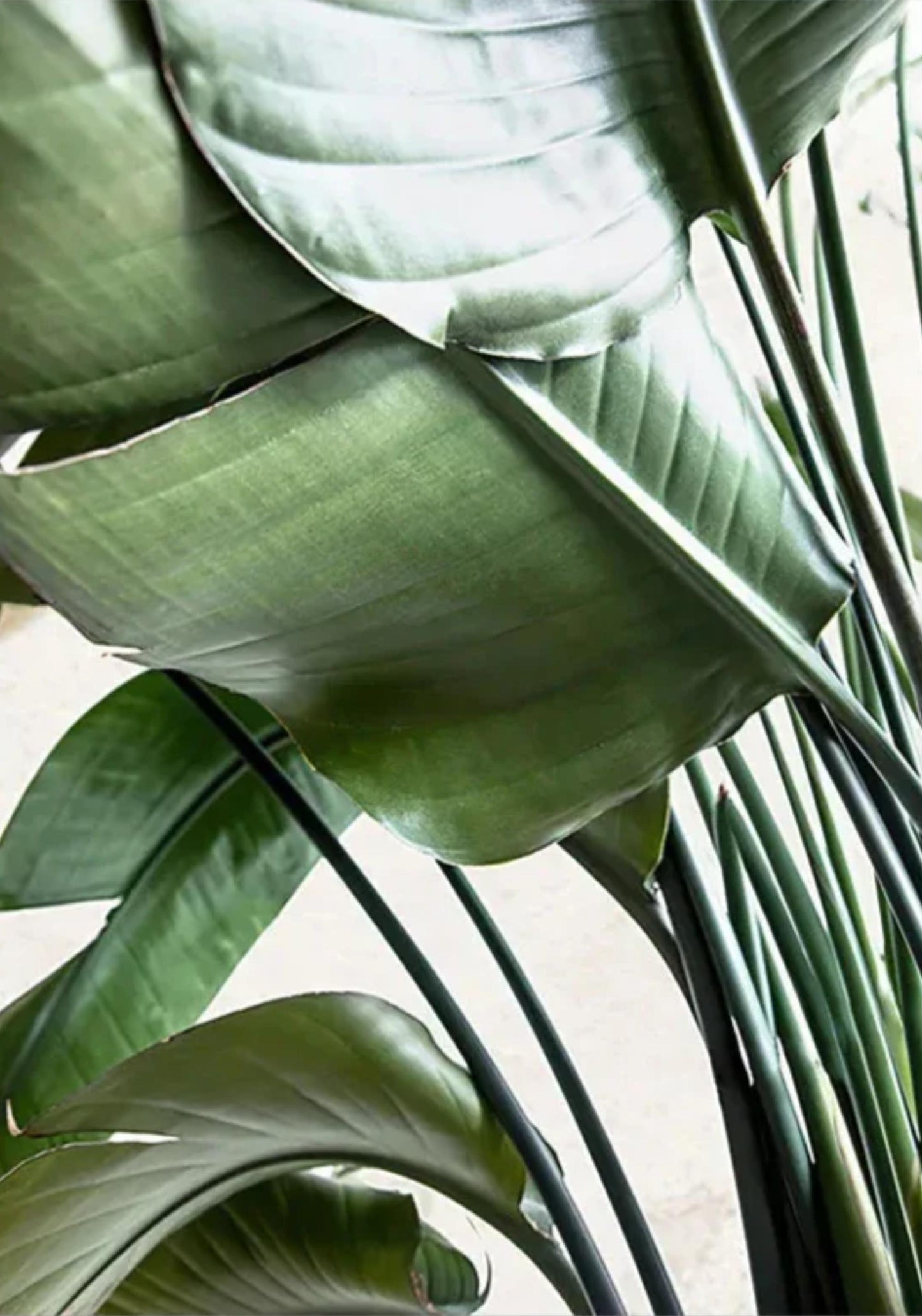 Minimalist Green Art | Nature's Structure | Botanical Design | Poster for Home & Garden Decor