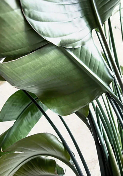 Minimalist Green Art | Nature's Structure | Botanical Design | Poster for Home & Garden Decor