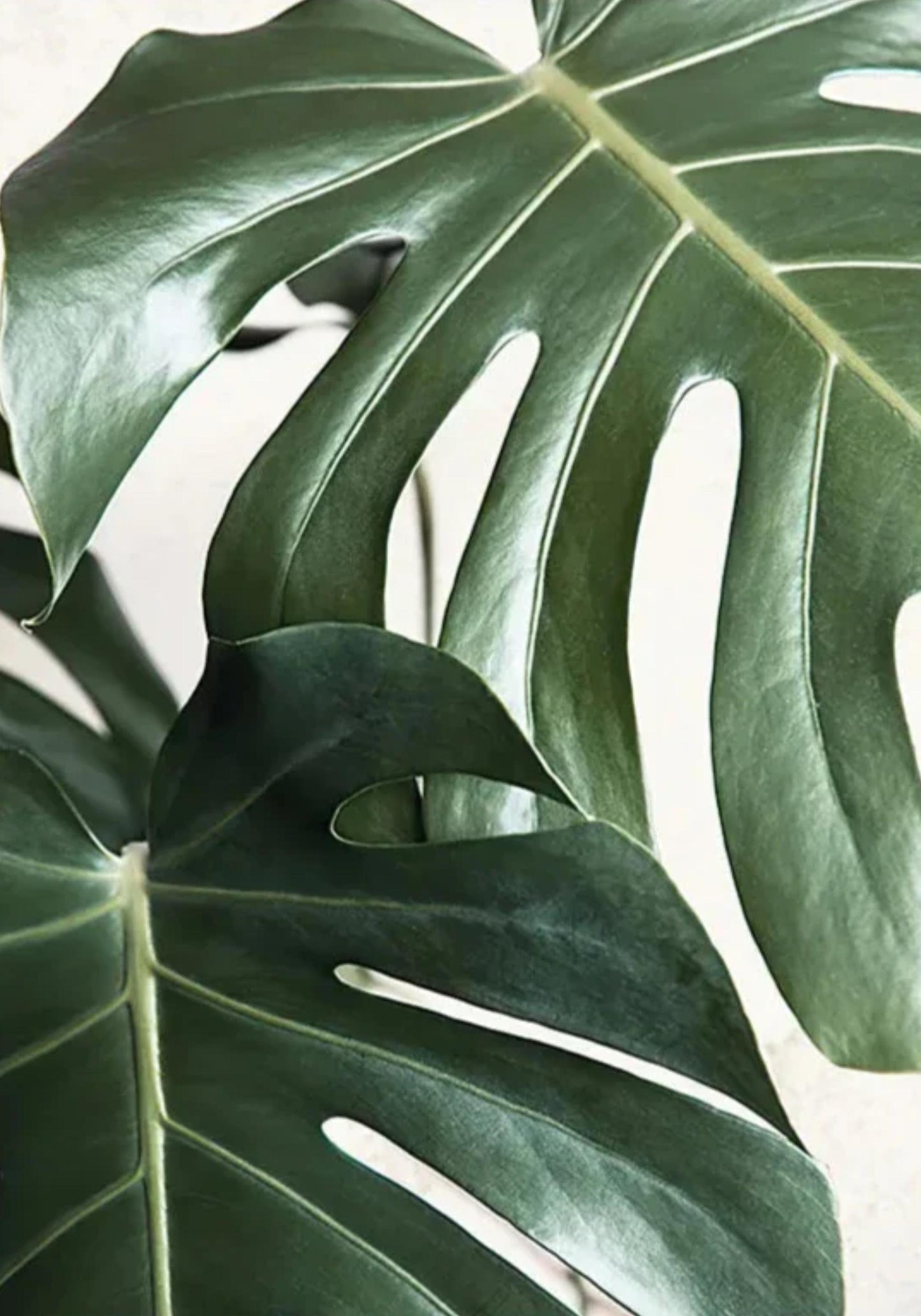 Leafy Reflections | Botanical | Green Foliage