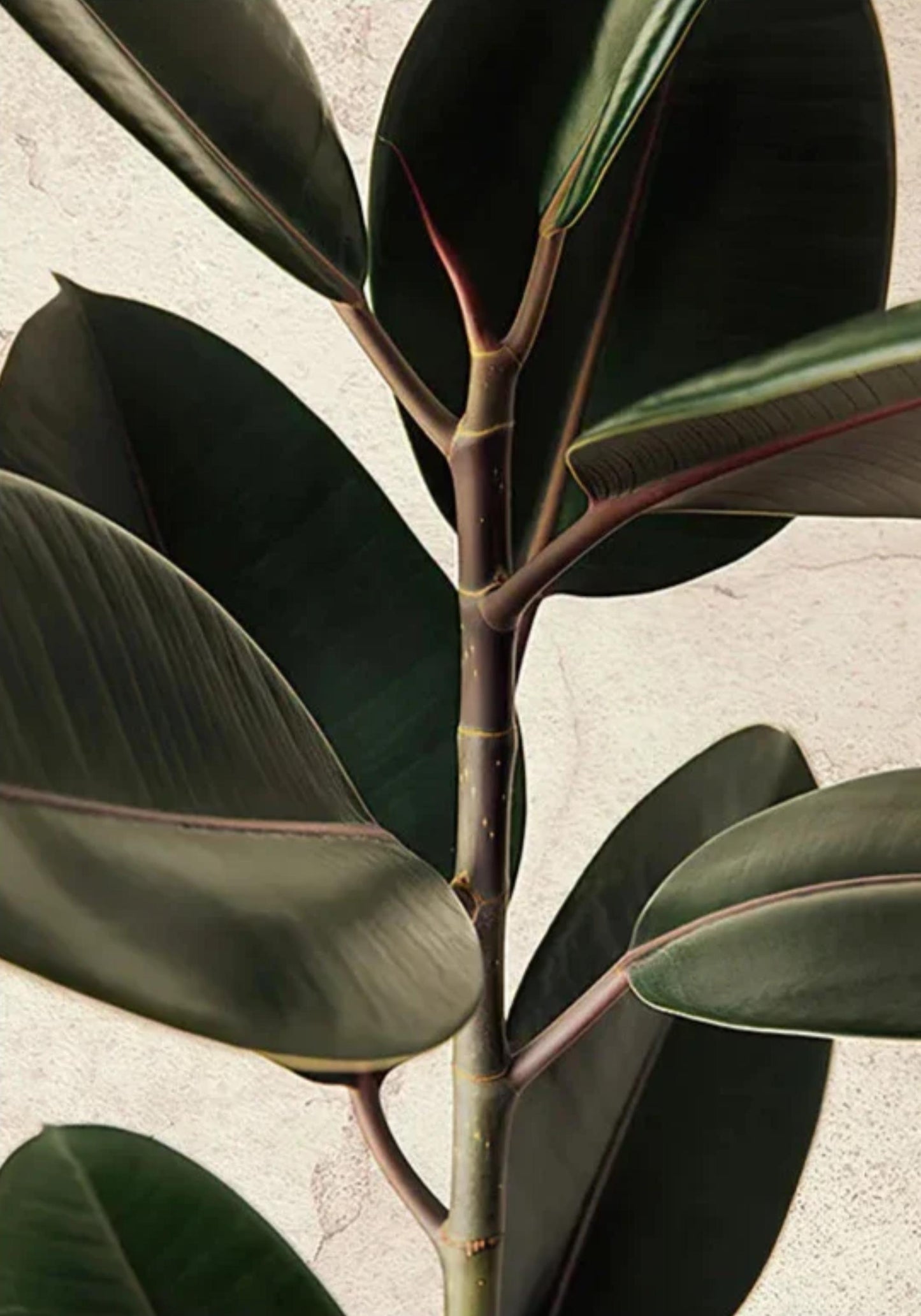 Leaves | Architectural Calm Art Poster | Tranquil Wall Decor