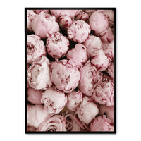 PINK ROSE BLOOMS
