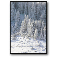 WINTER WONDERLAND