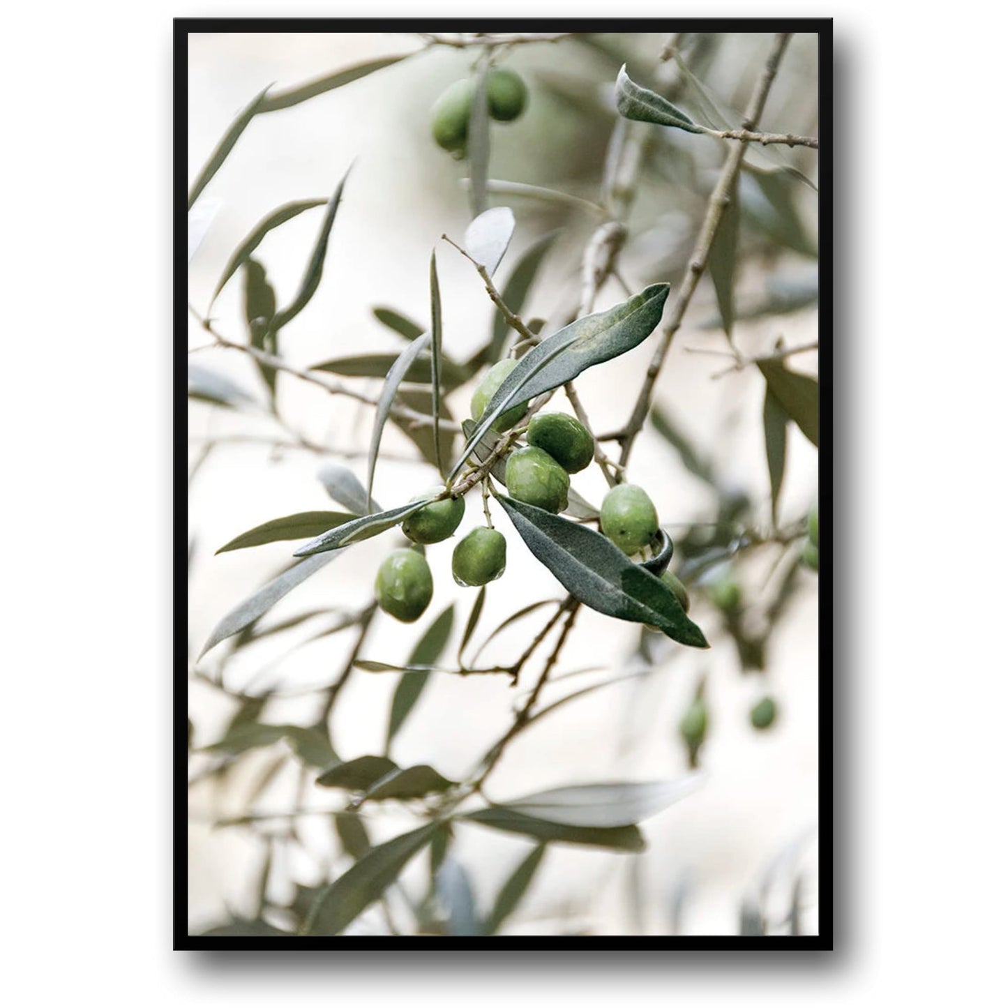 Olive Garden Italy | Timeless Beauty
