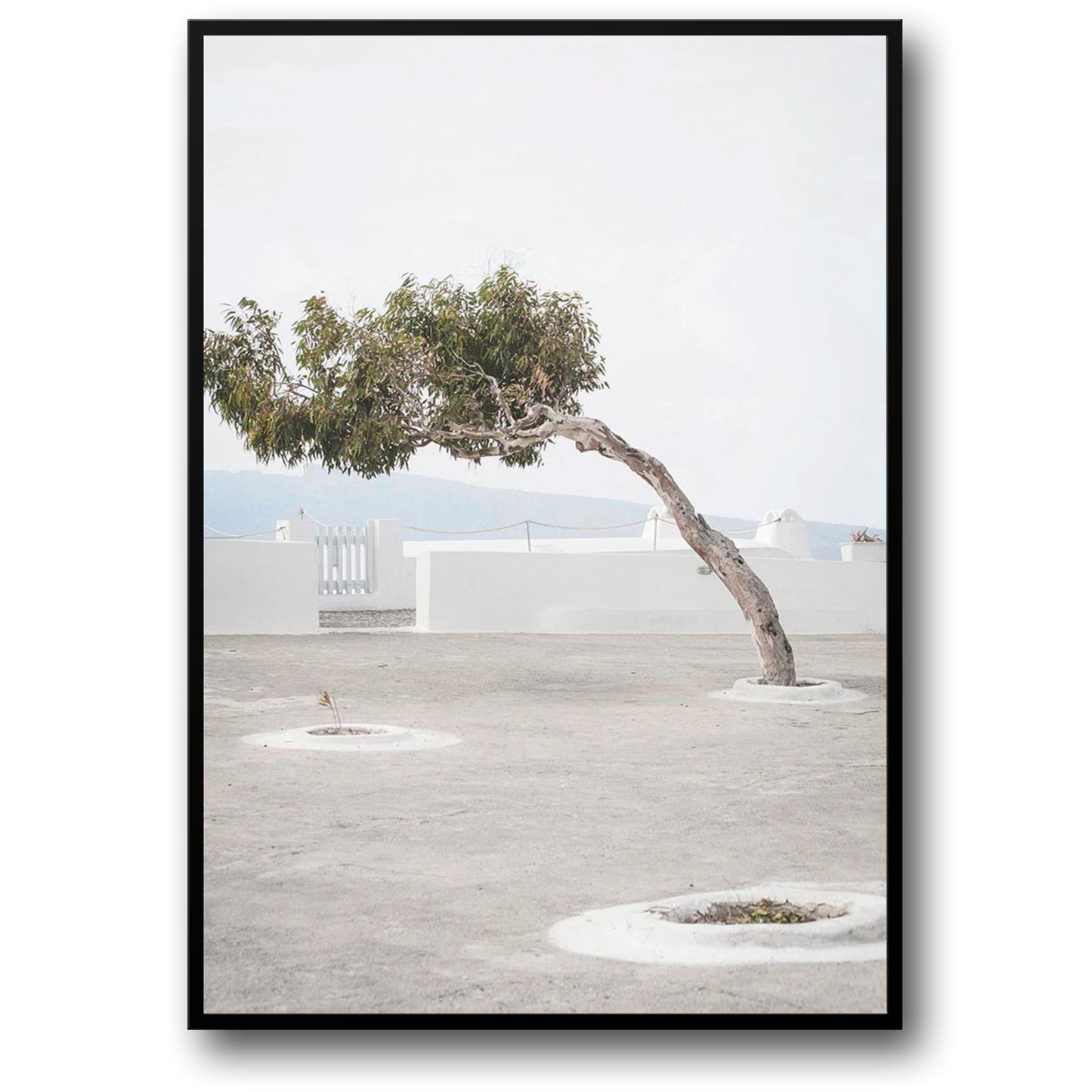 Olive Garden | Italy Landscape | Timeless Tranquility