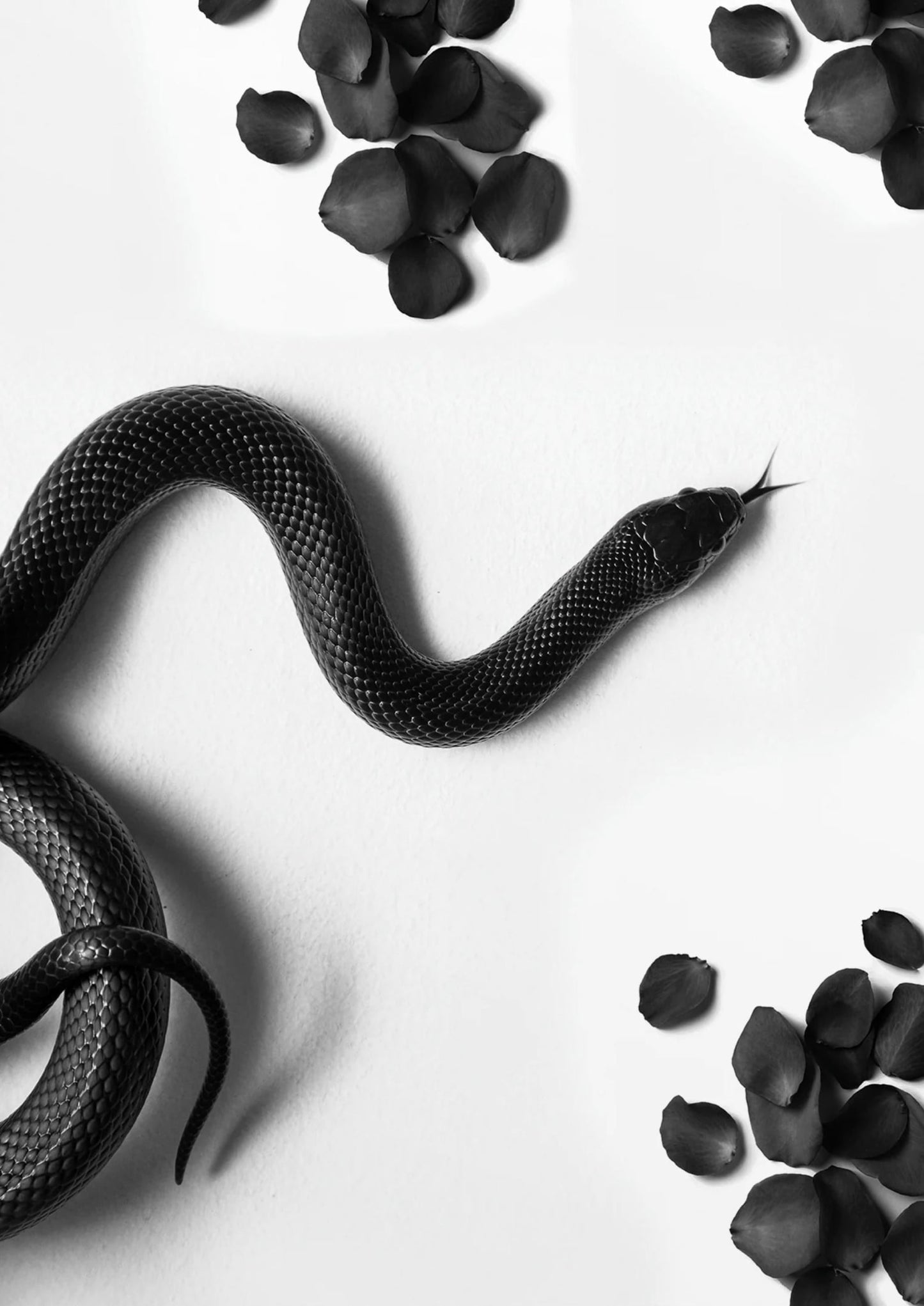Black Snake Roam | Wildlife Illustration