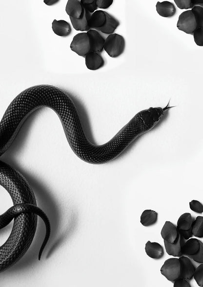 Black Snake Roam | Wildlife Illustration