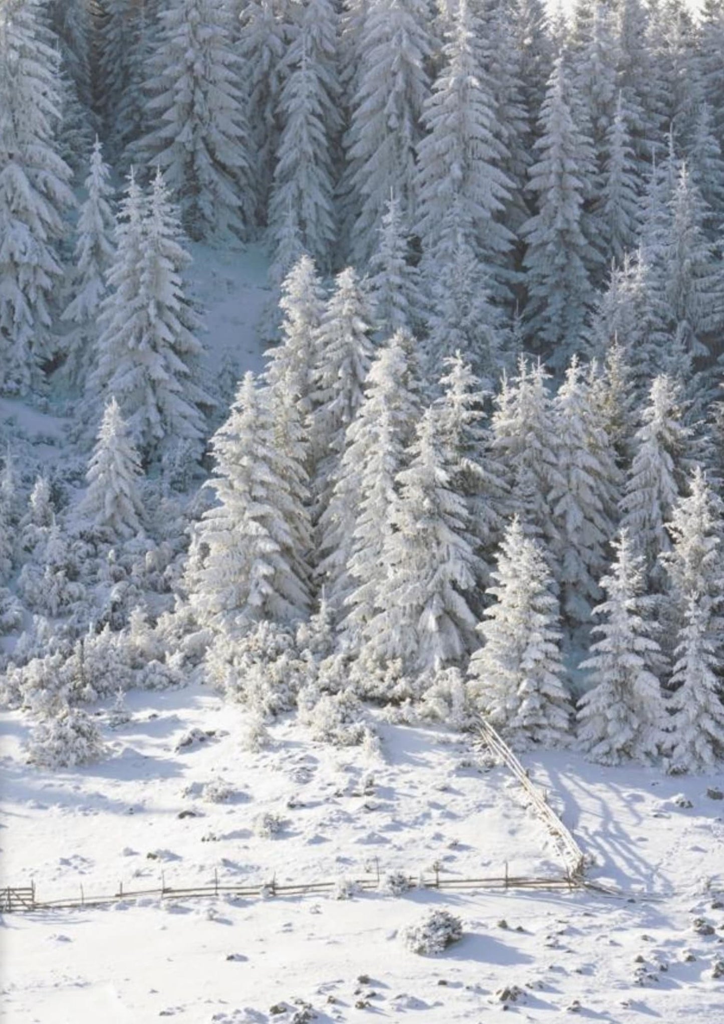 Winter Wonderland | Snowy Forest Scene