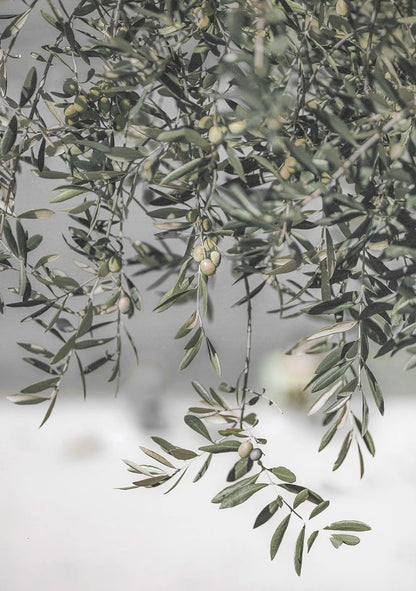 Italy's Olive Garden Landscape | Nature's Embrace Art
