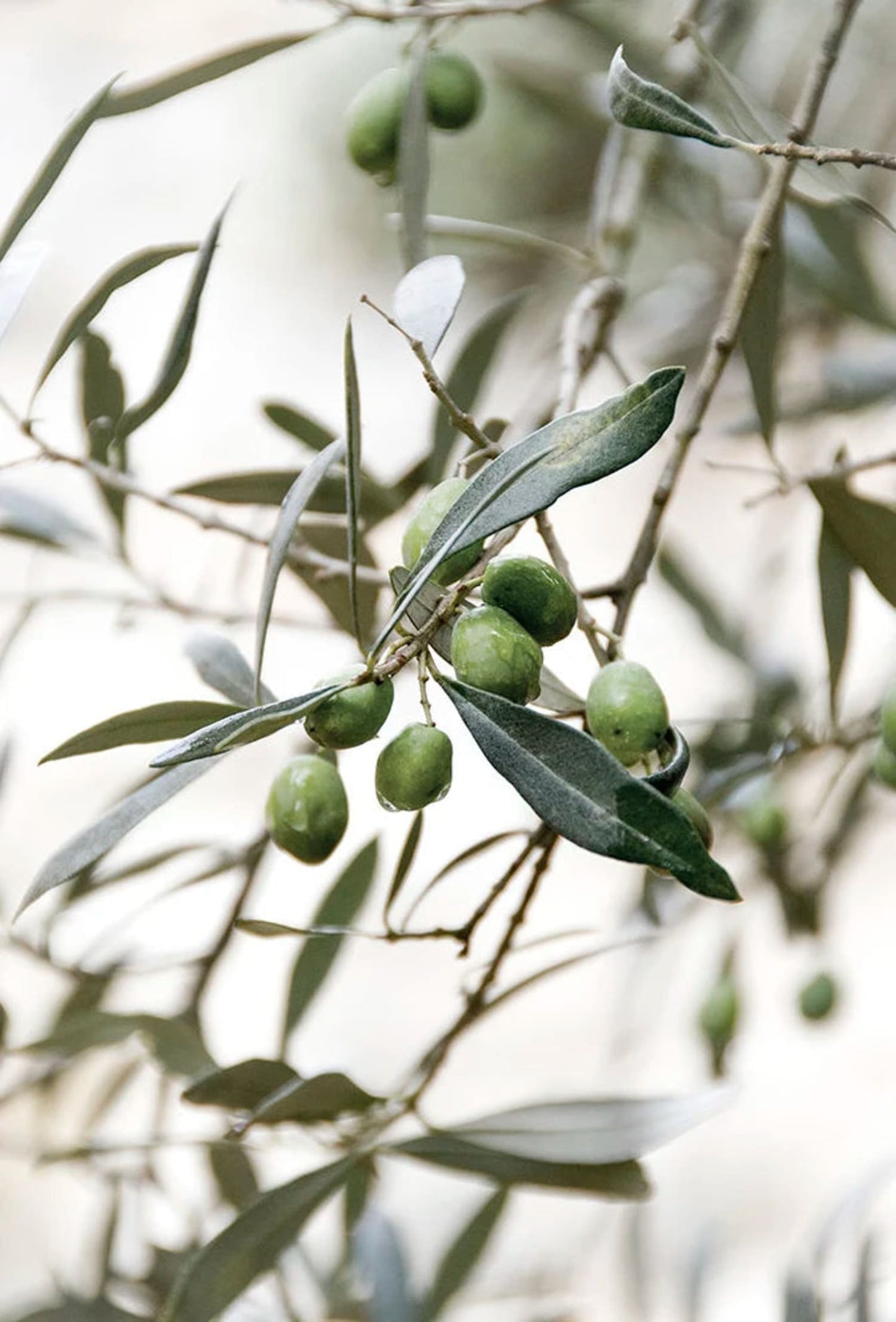 Olive Garden Italy | Timeless Beauty