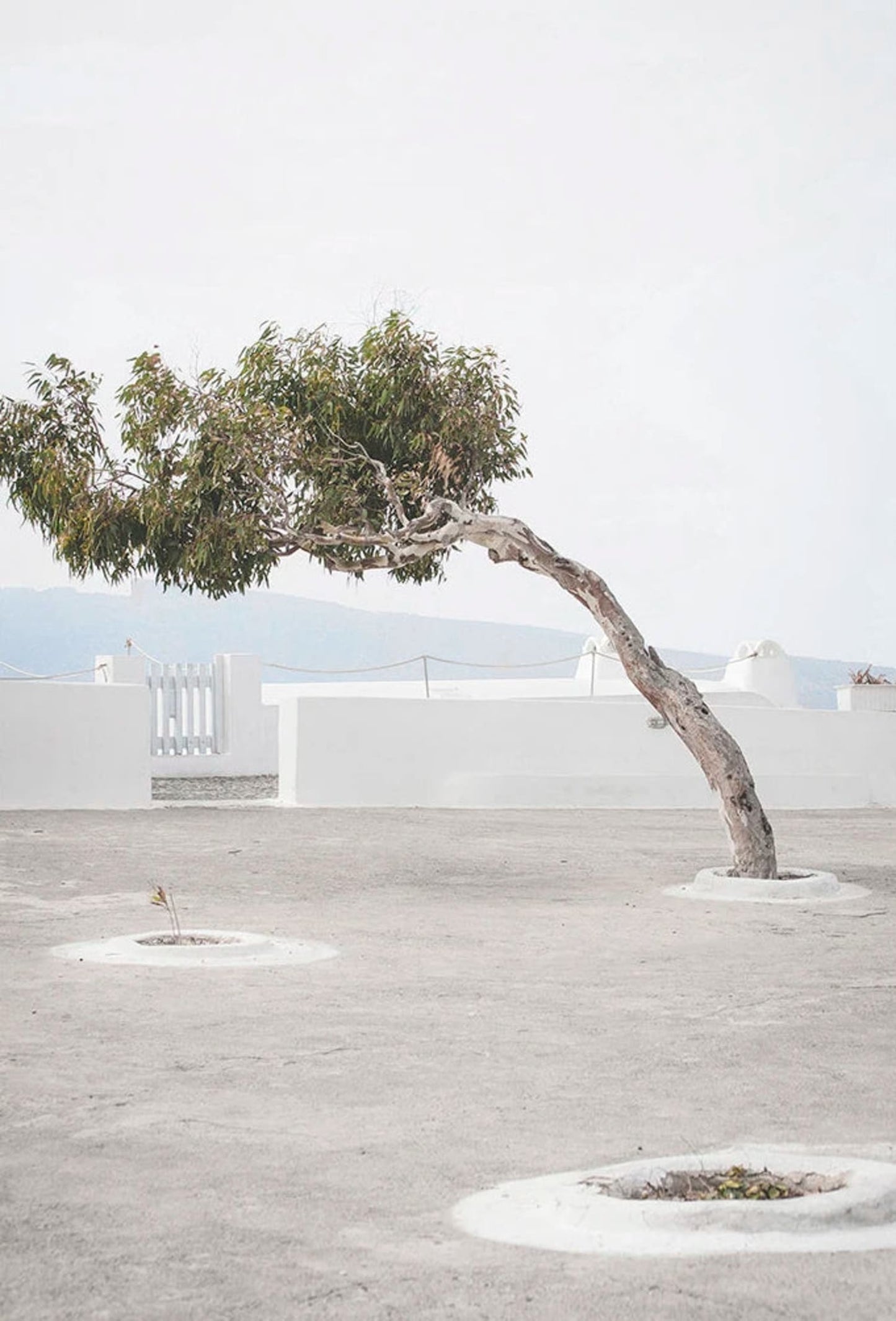 Olive Garden | Italy Landscape | Timeless Tranquility