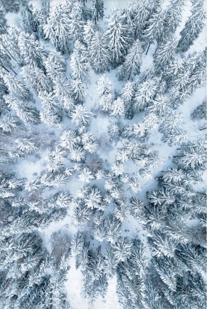 Winter Forest | Enchanting Wilderness